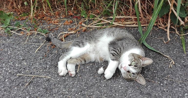 Un gattino randagio