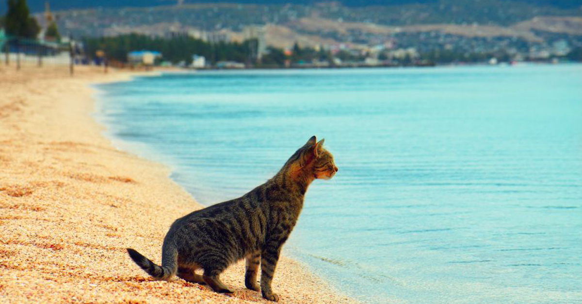 Gatti e mare: ecco perché l’aria marina gli fa così bene