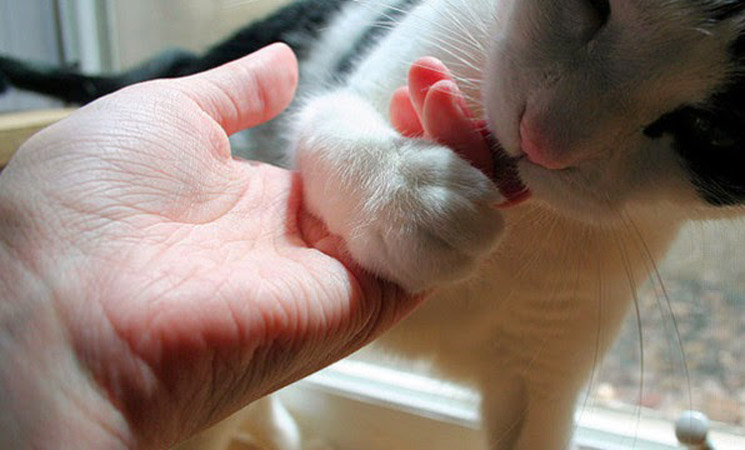 Un gatto che sta leccando una mano