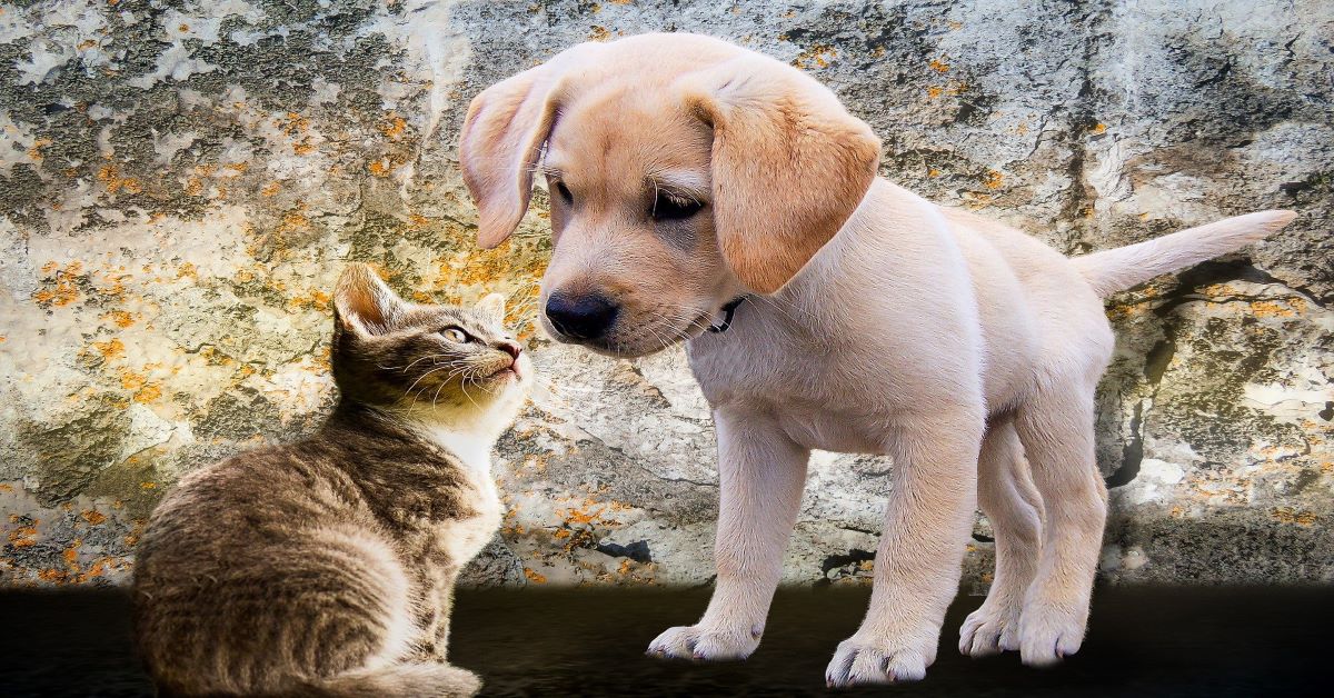 Un gatto e un cane che si guardano