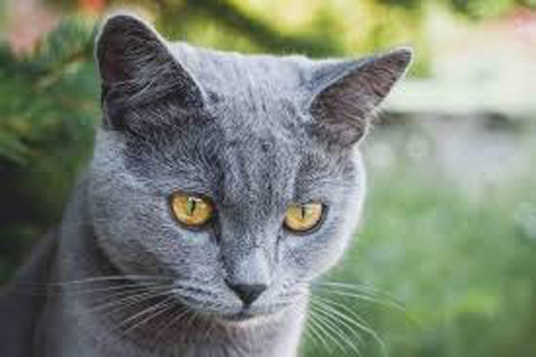 Un gatto grigio