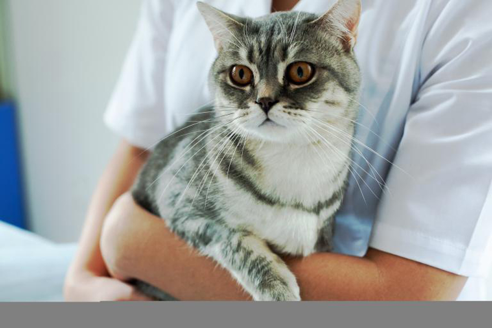 Un gatto in braccio ad un veterinario