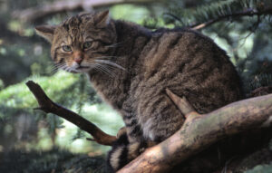 Cosa mangia il gatto in natura