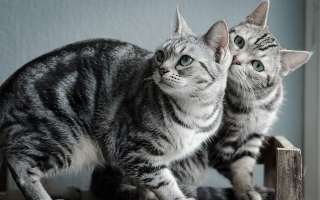 gatti american shorthair