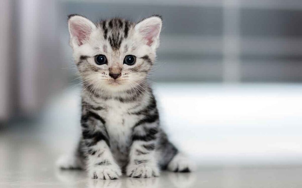 american shorthair cucciolo