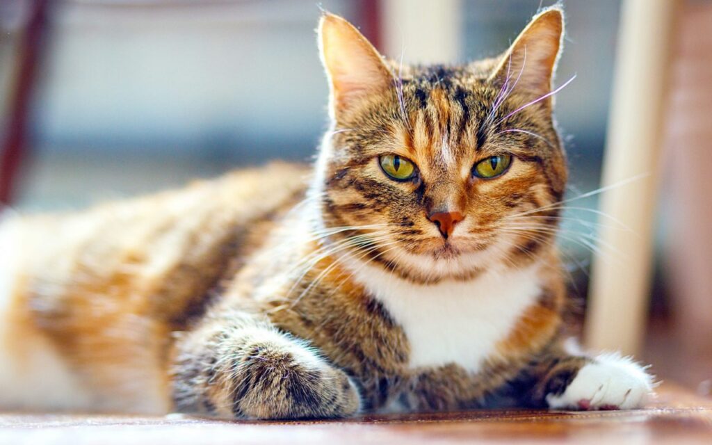 american shorthair rosso