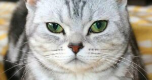 American Shorthair: le malattie comuni e come prevenirle