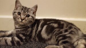 British Shorthair Silver Tabby immagini e caratteristiche