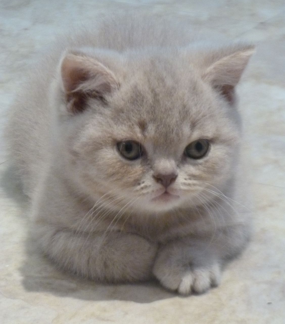 British Shorthair Silver Tabby immagini e caratteristiche