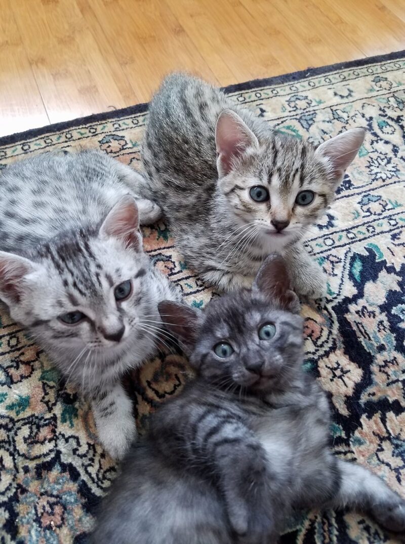 Egyptian Mau tutti i colori possibili