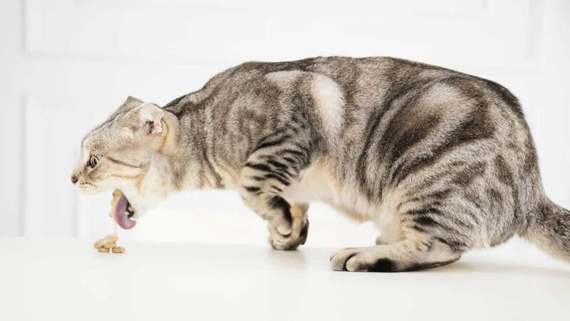 Indurre vomito nel gatto come fare e quando