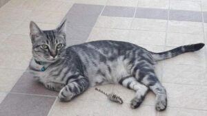 British Shorthair Silver Tabby immagini e caratteristiche