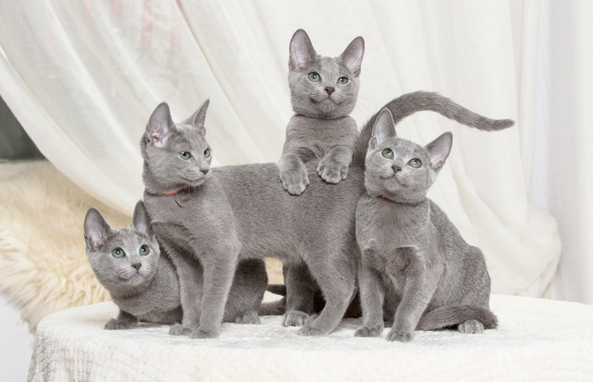 cucciolata russian blue