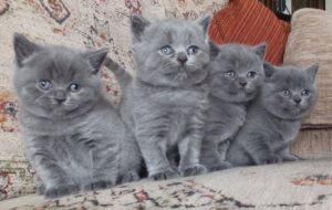 British Shorthair Blue immagini e caratteristiche