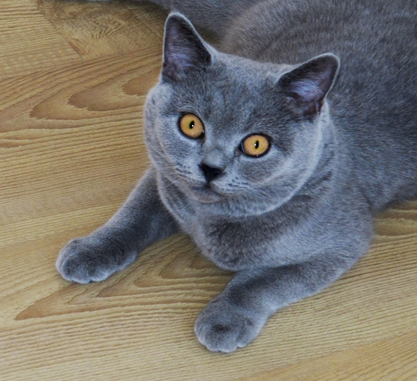 British Shorthair Blue immagini e caratteristiche