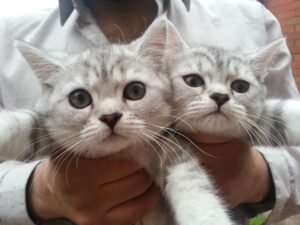 British Shorthair Silver Tabby immagini e caratteristiche