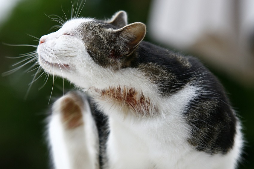 Disinfettare la ferita a un gatto: cosa fare