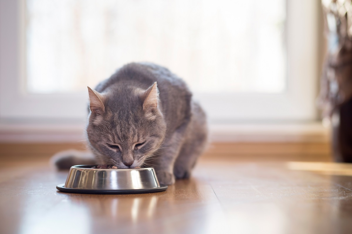 gatto grigio che mangia