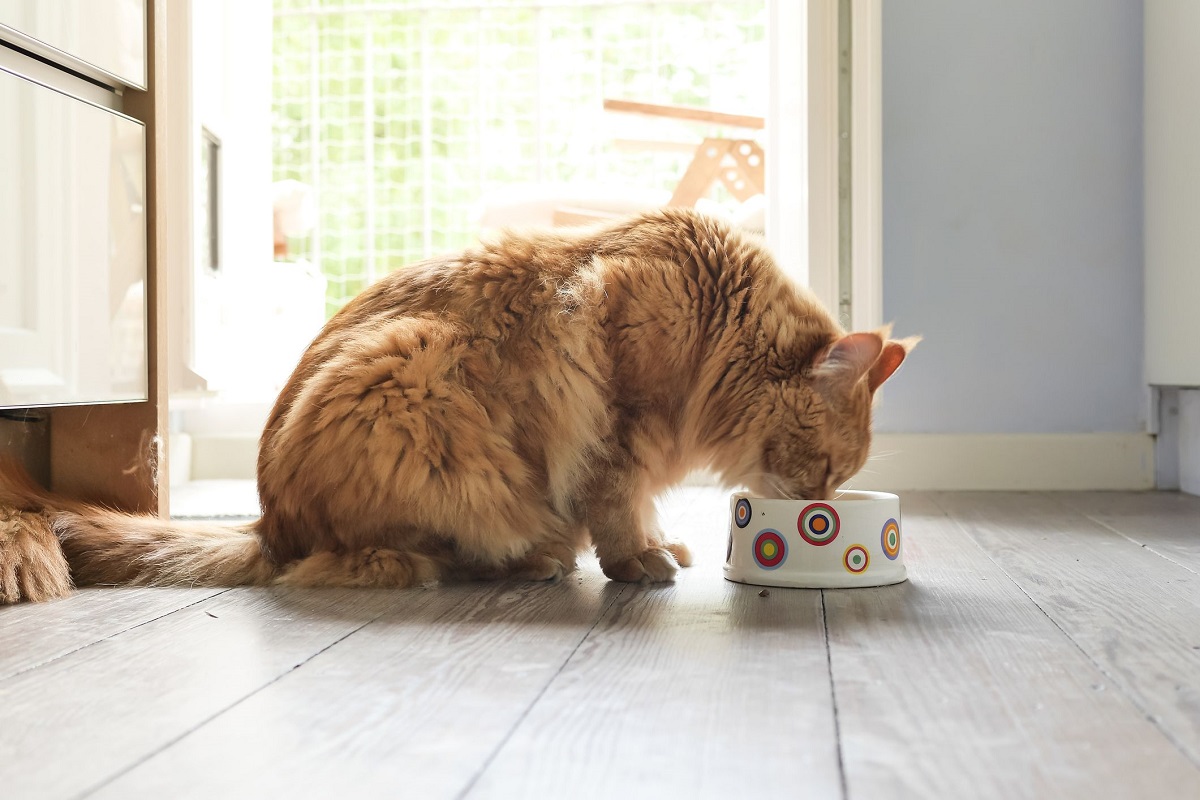 gatto di profilo che mangia