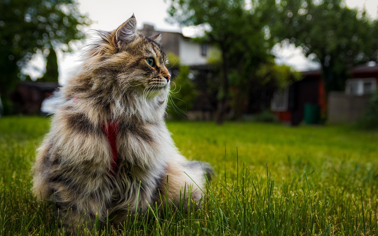 gatto in giardino