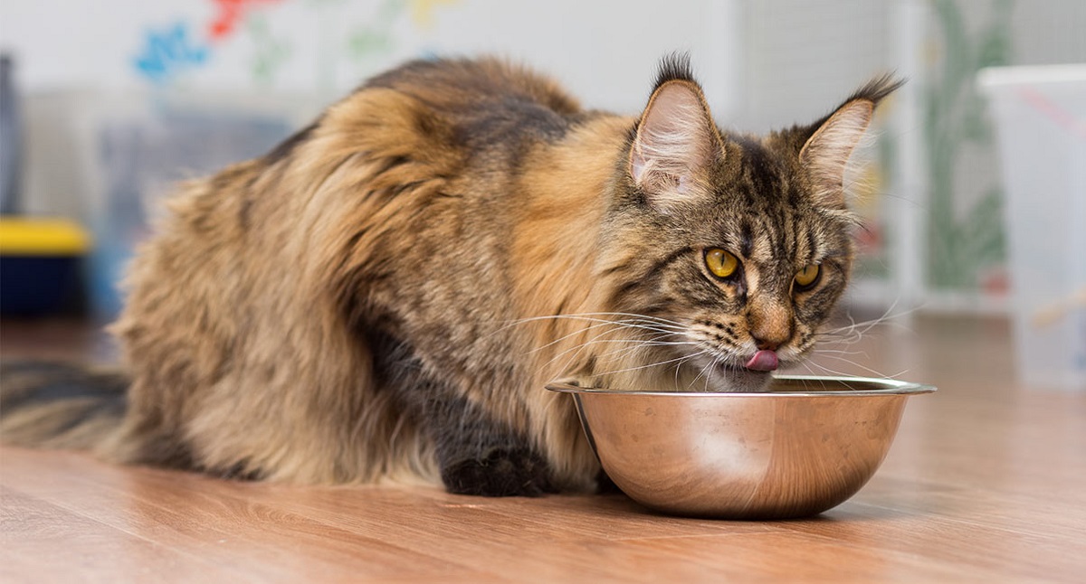 maine coon mangia