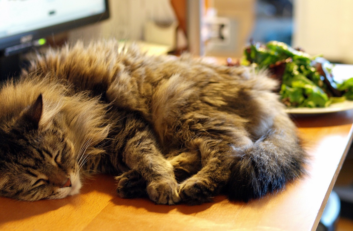 maine coon dorme vicino a cibo