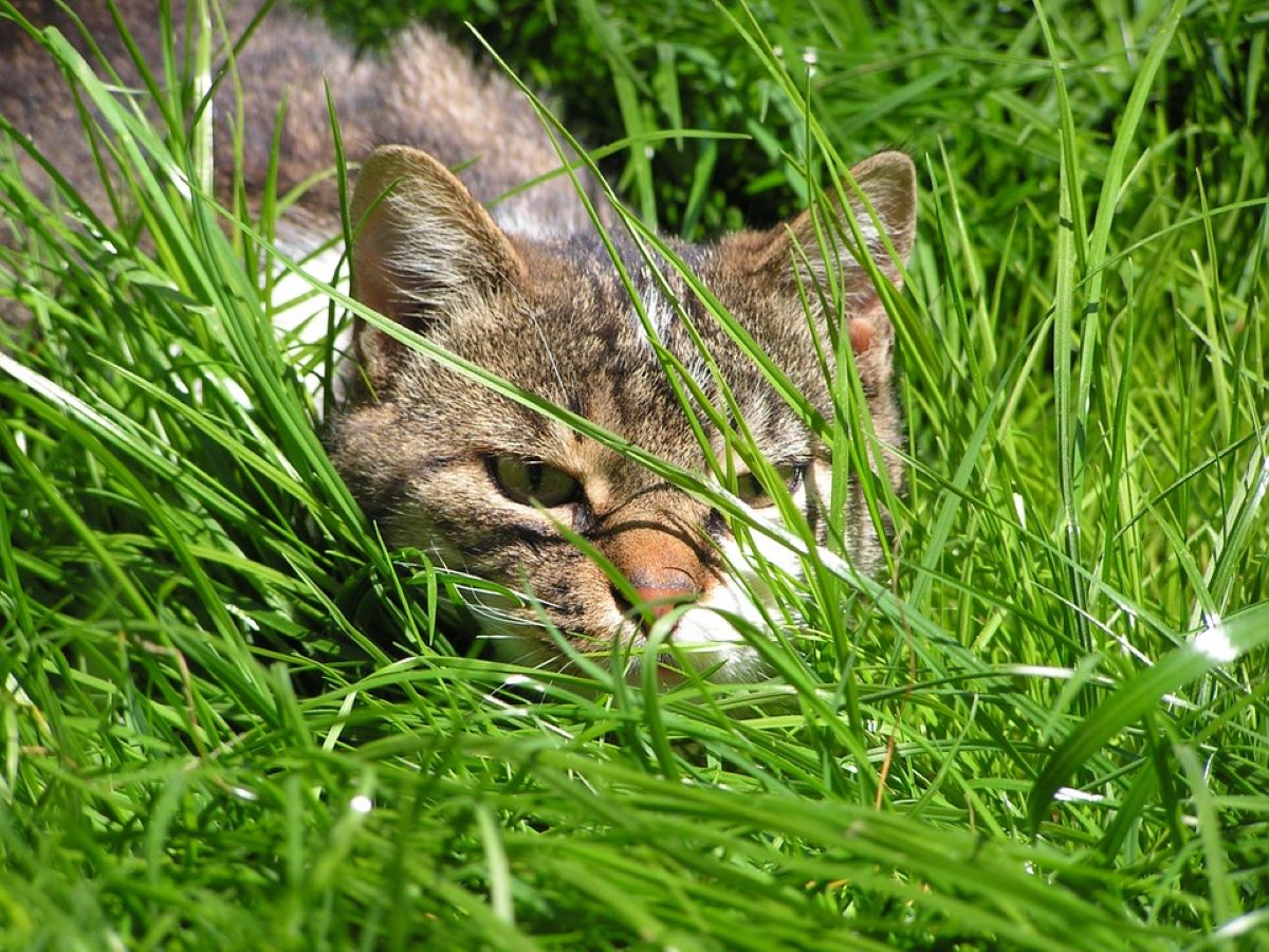 gatto-in-mezzo-all'erba