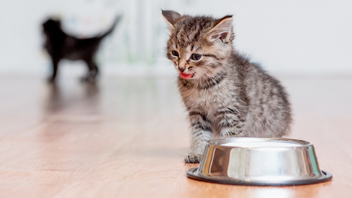Conservanti e antiossidanti chimici: cosa rischia il nostro gatto?