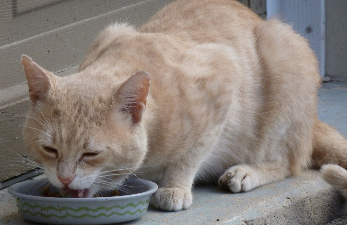 gatto che mangia