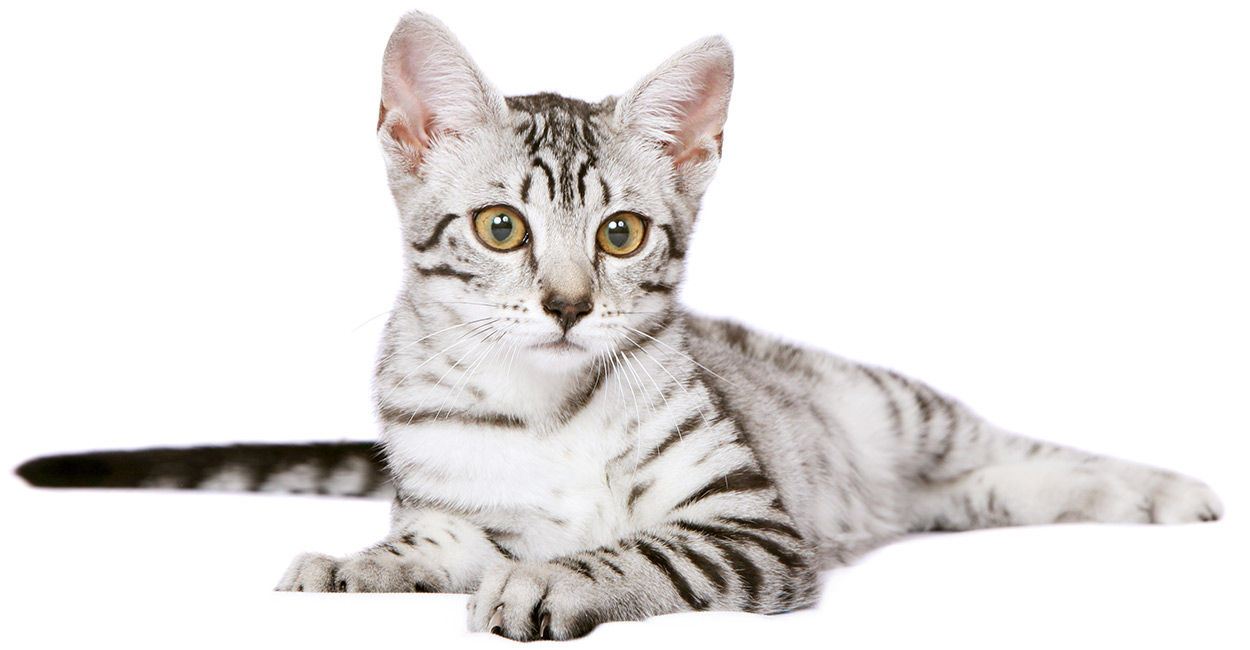 Egyptian Mau: leggende e poteri