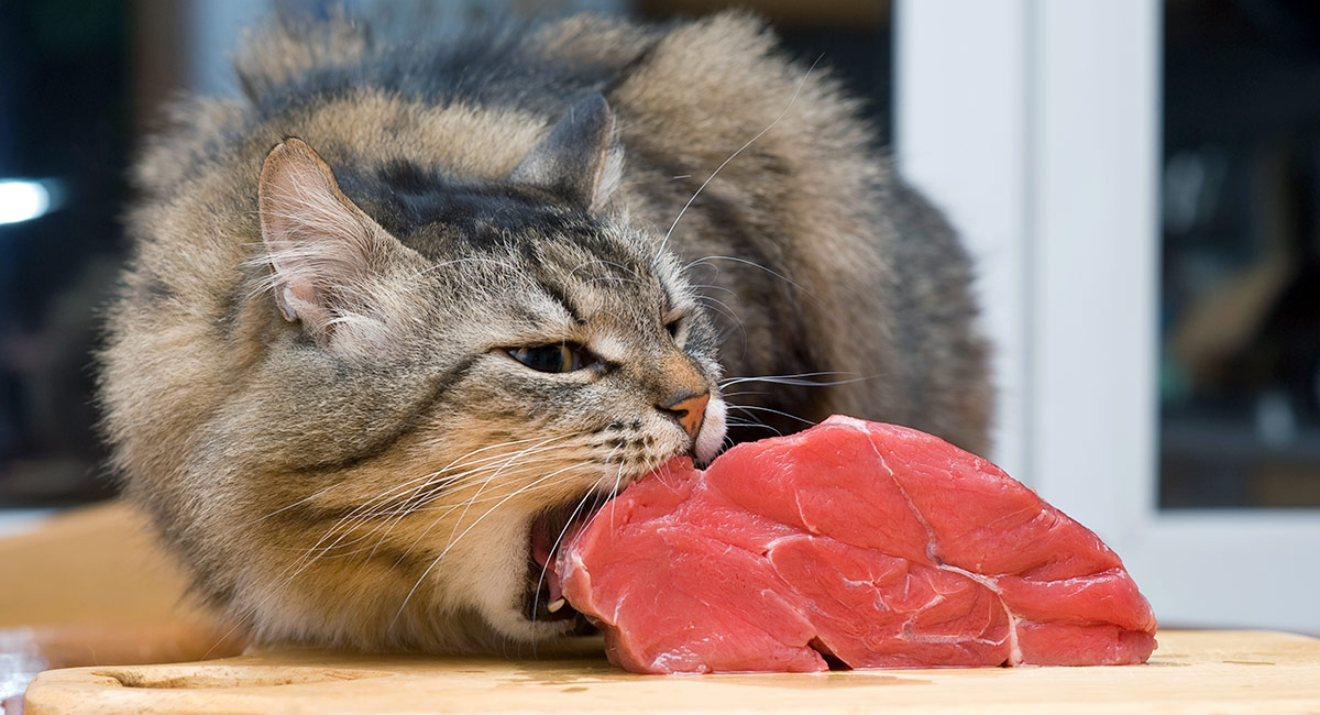 Cibo per gatto siberiano
