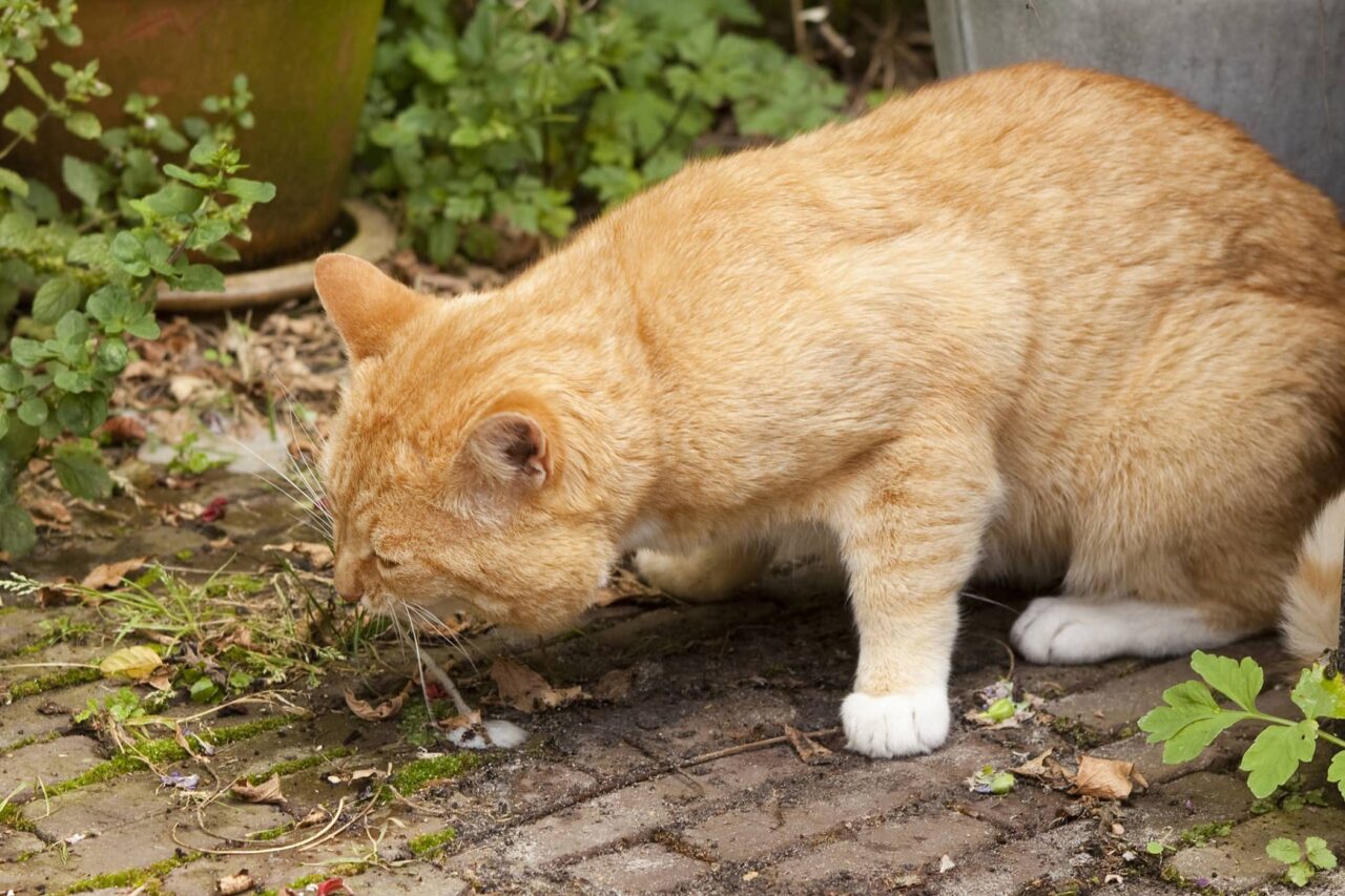 Indurre vomito nel gatto: come fare e quando