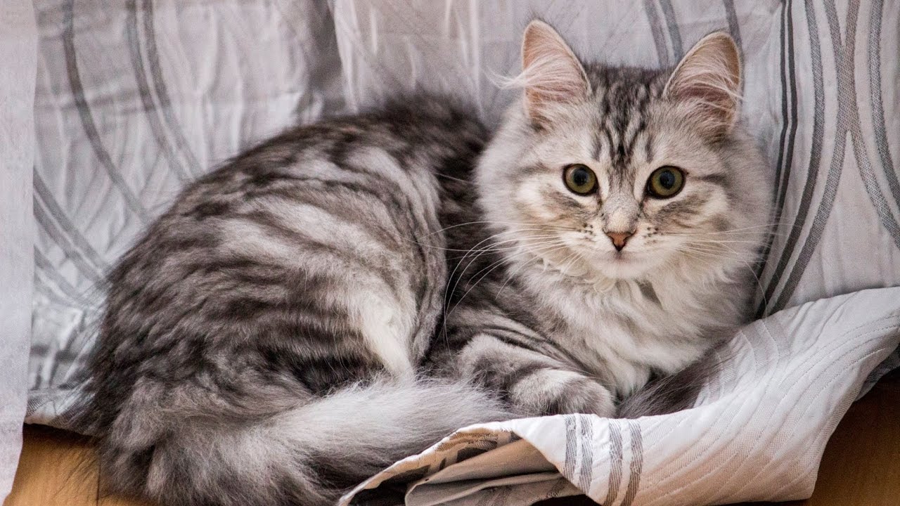 I colori del gatto siberiano