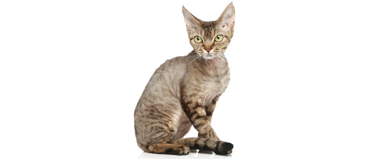 Devon Rex: provoca allergia?