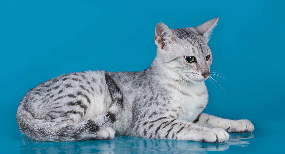 Gatto egiziano: significato e simbologia nell’antico Egitto