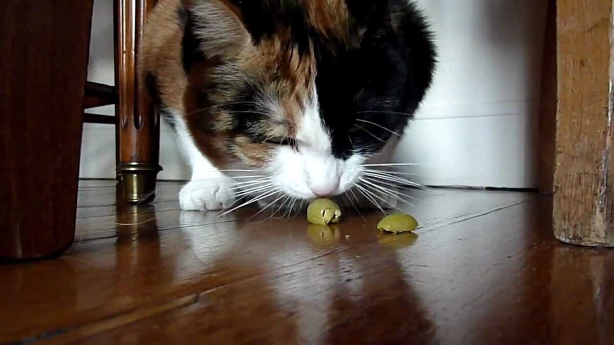Le olive fanno male ai gatti?