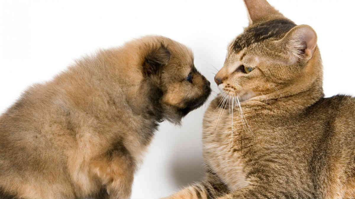 Gatto adulto con cane cucciolo