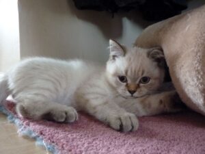 British Shorthair Silver Tabby immagini e caratteristiche