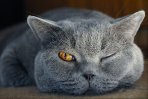 British Shorthair Blue immagini e caratteristiche