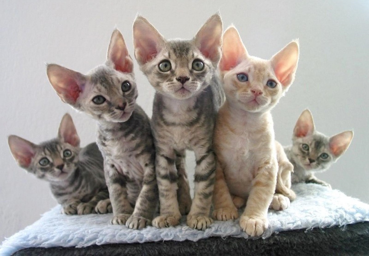 cinque cuccioli di devon rex