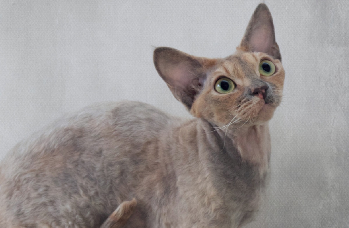 devon rex