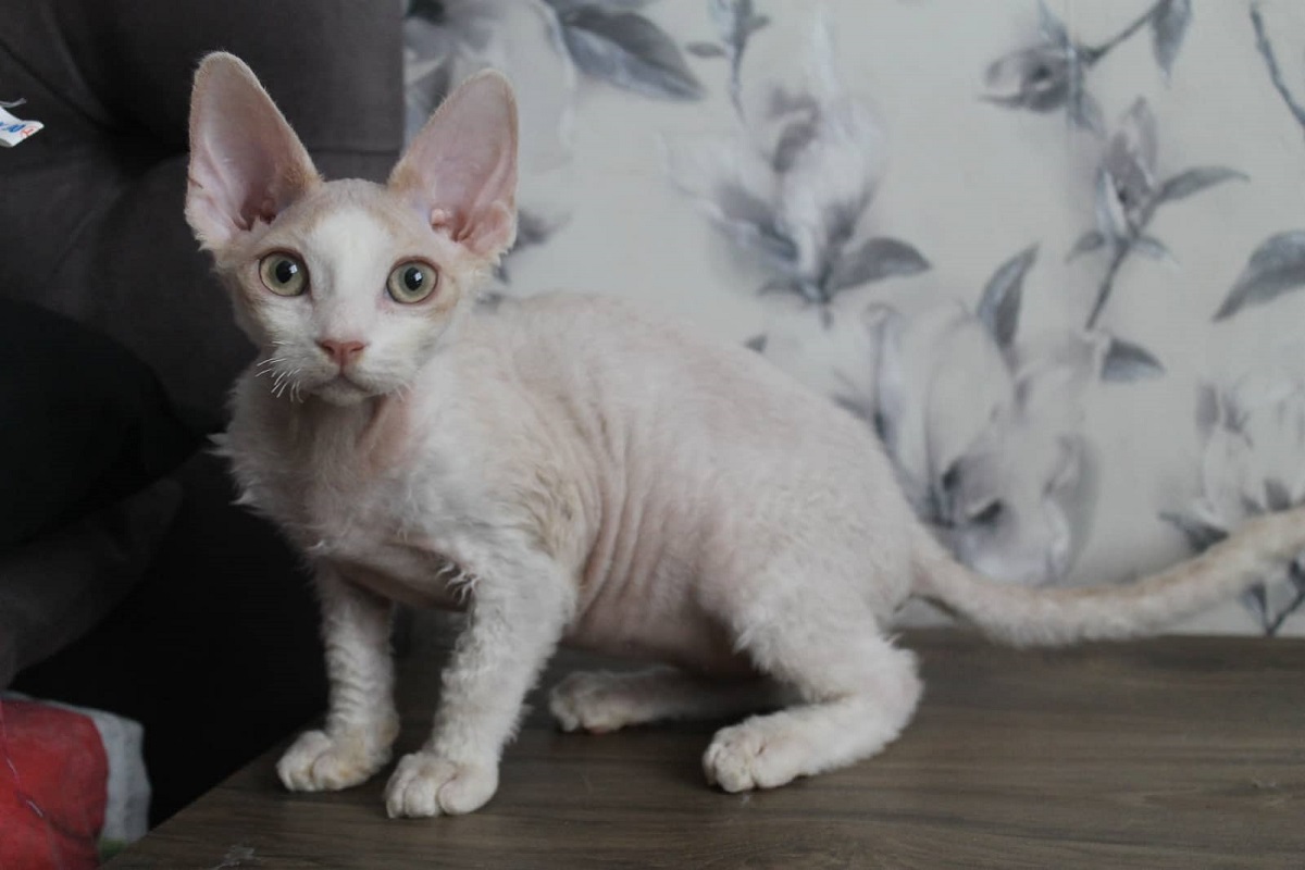 devon rex