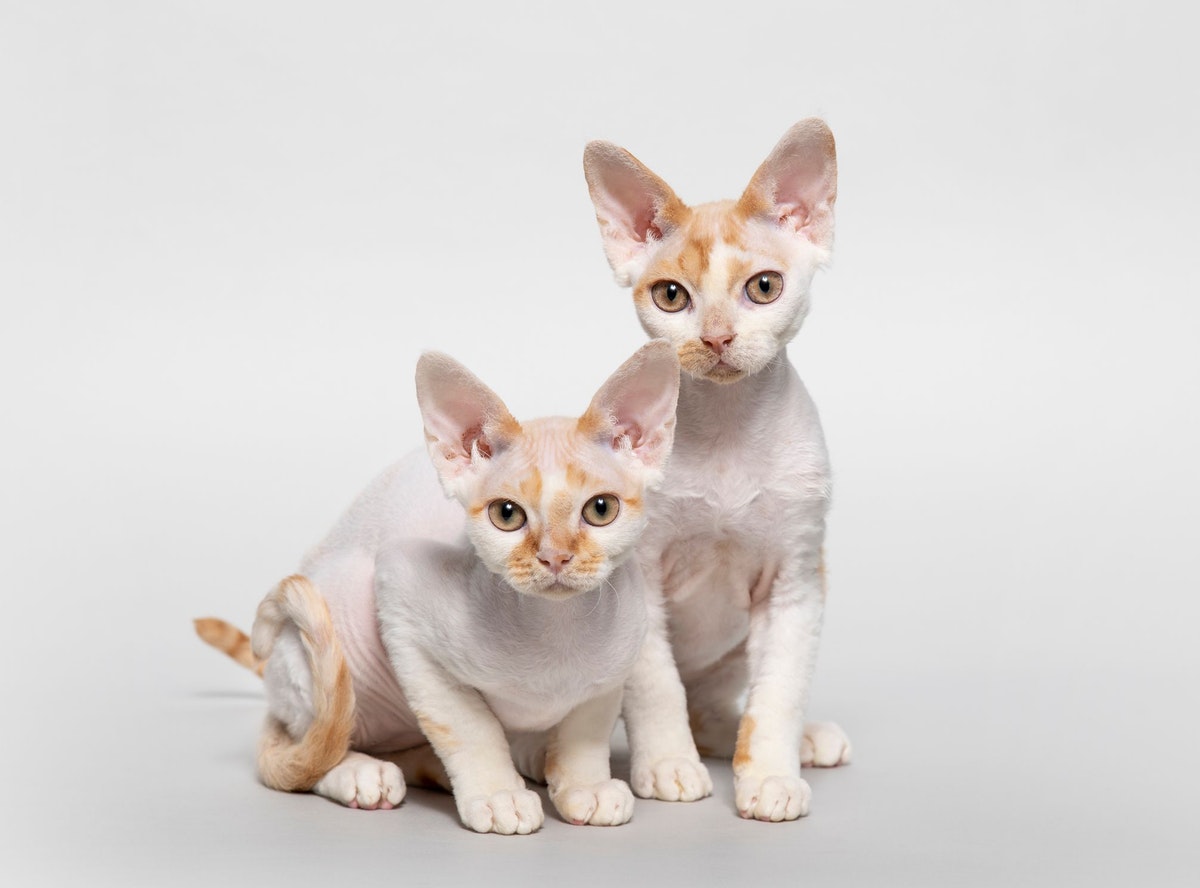 due devon rex