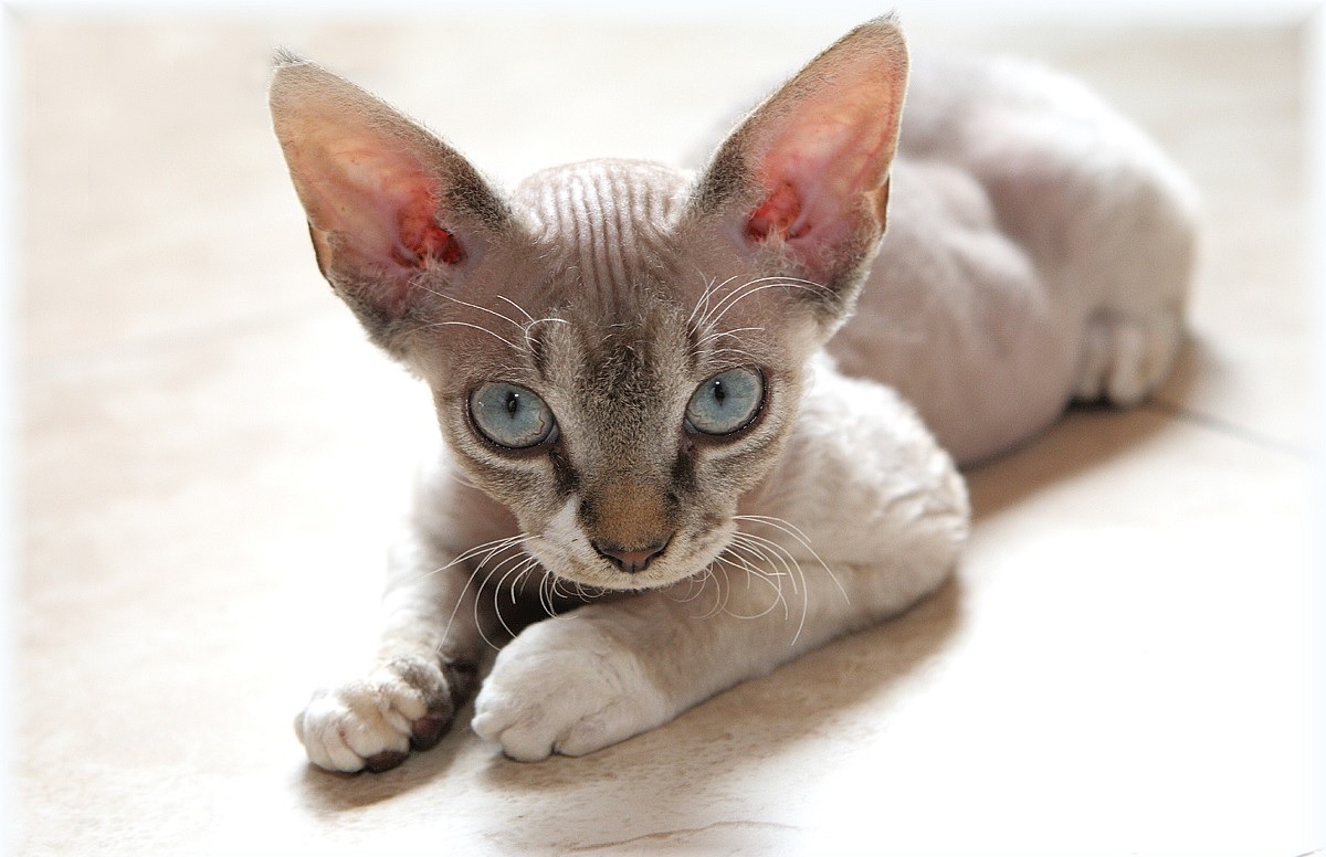 Devon Rex: malattie genetiche