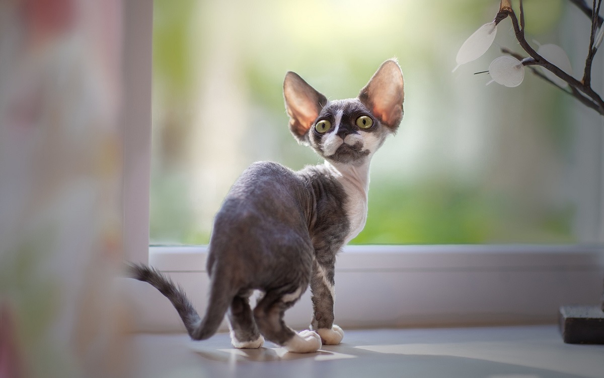 devon rex davanti a finestra