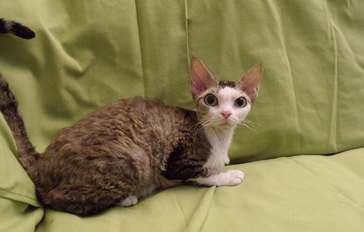 devon rex su divano verde