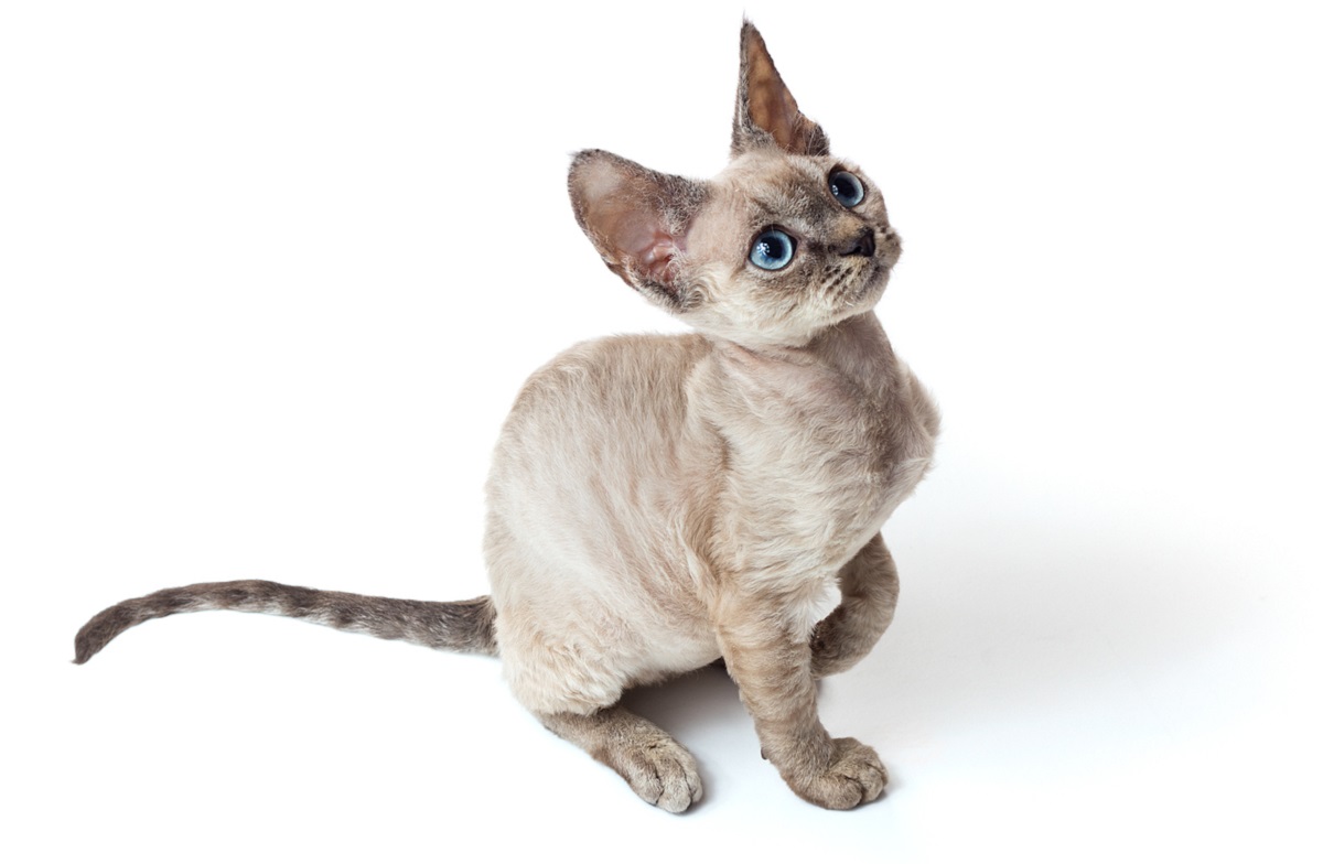 Devon Rex: perde pelo?