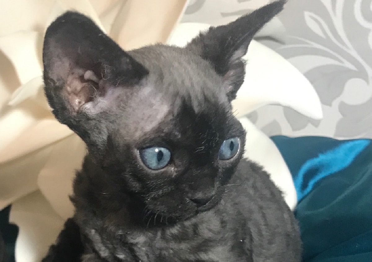 devon rex alopecia