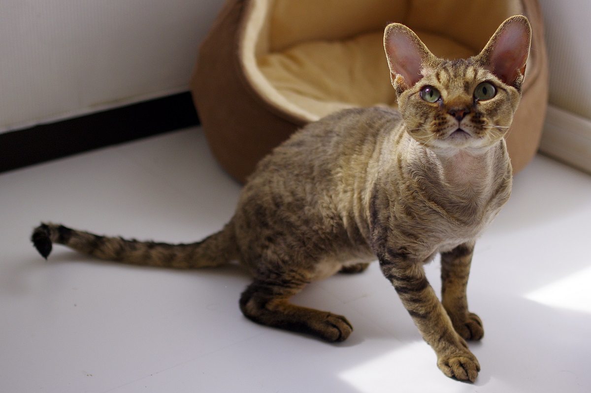 devon rex