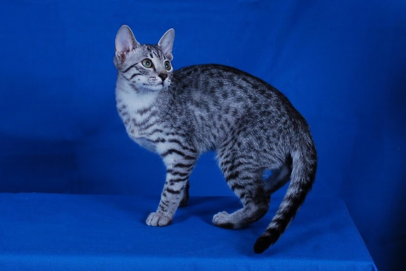 Egyptian Mau tutti i colori possibili 